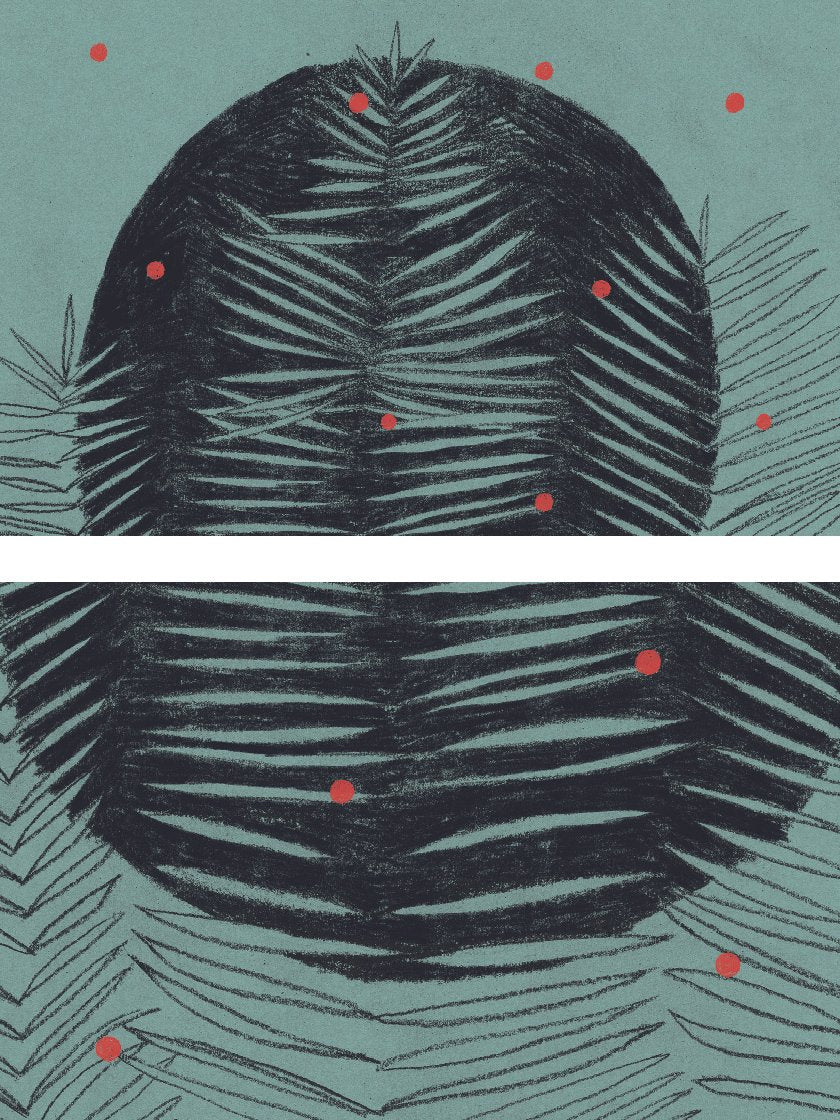 ferns-poster-closeup