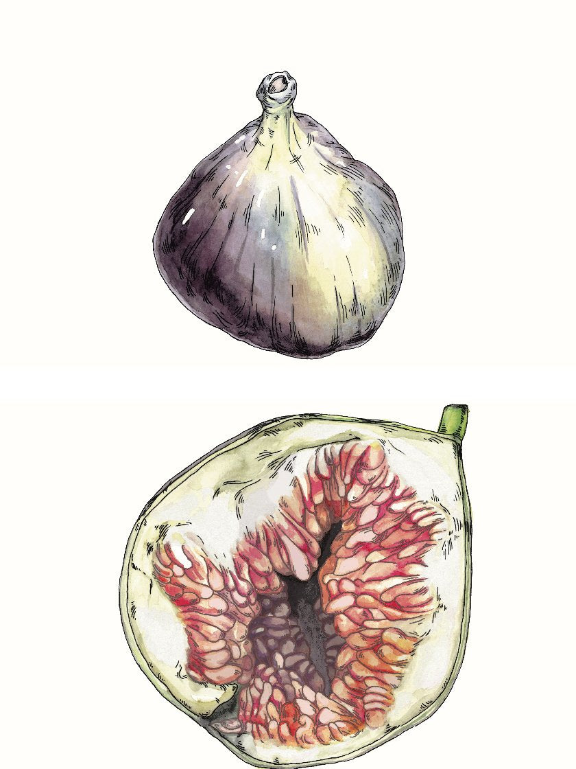 figs-hand-painted-vintage-botanical-poster-closeup