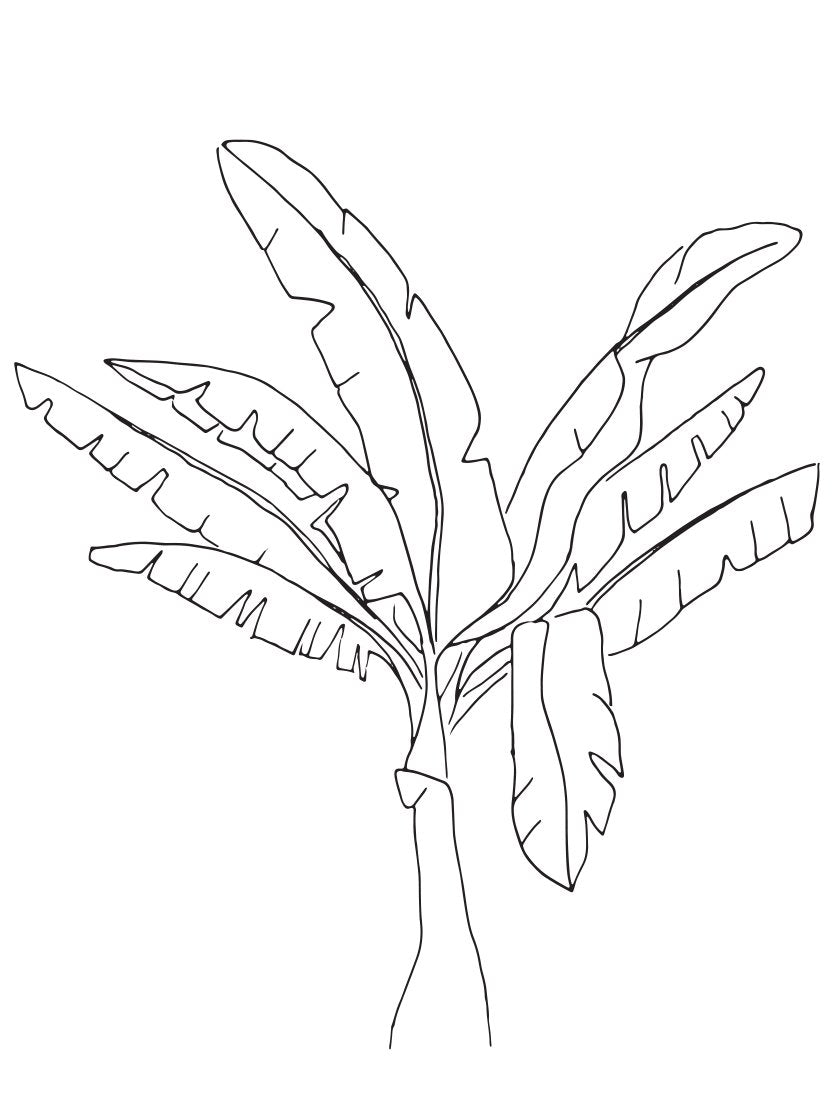 Banana Tree - 바나나 트리