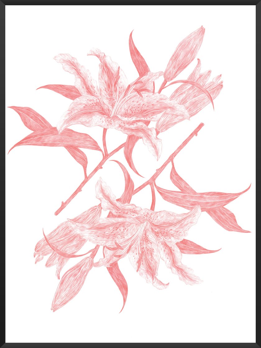 Mirror Lilies - 거울 백합