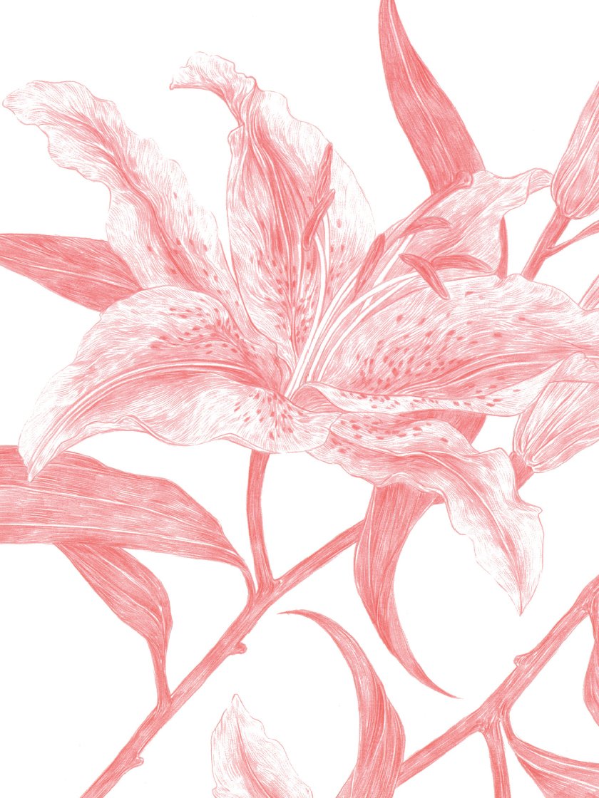 Mirror Lilies - 거울 백합