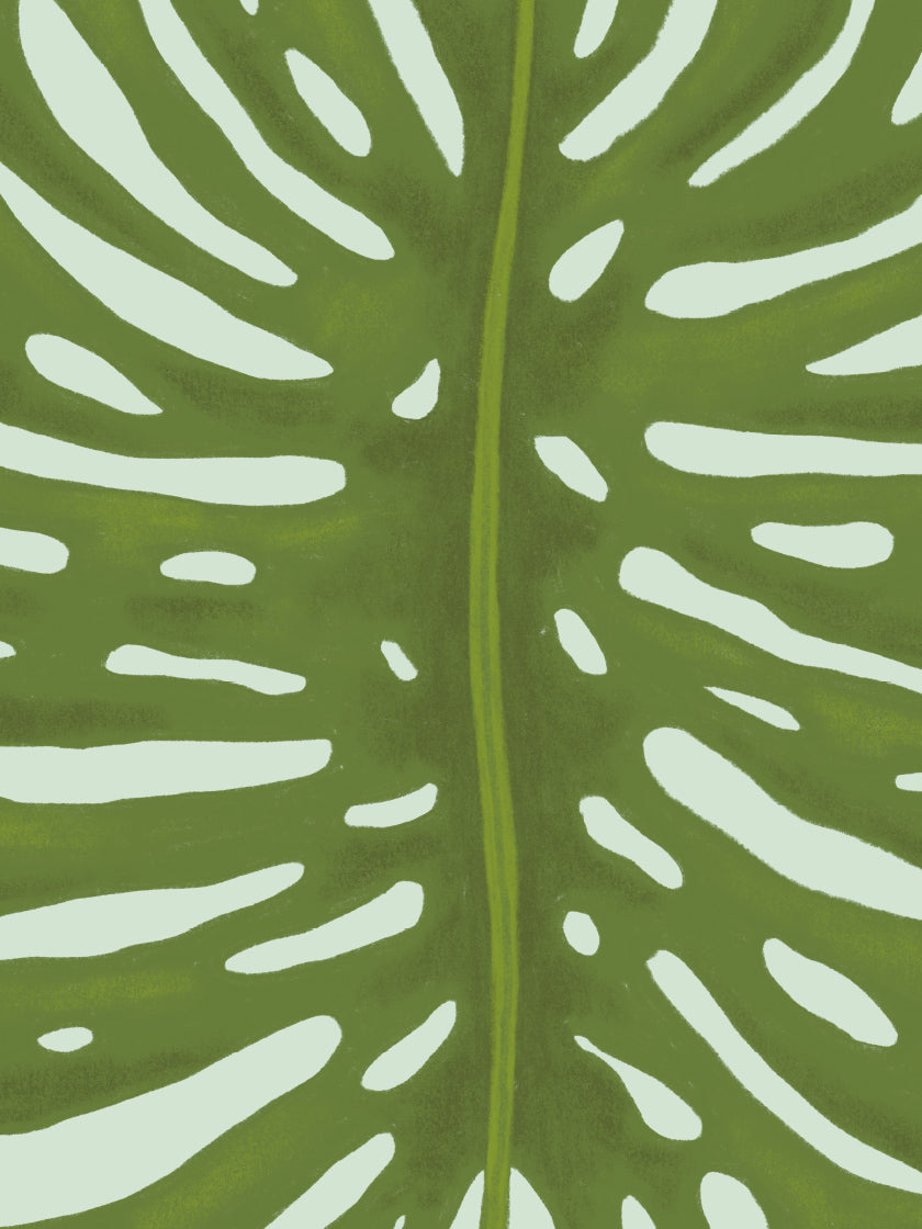 Monster Leaf - 몬스테라 잎