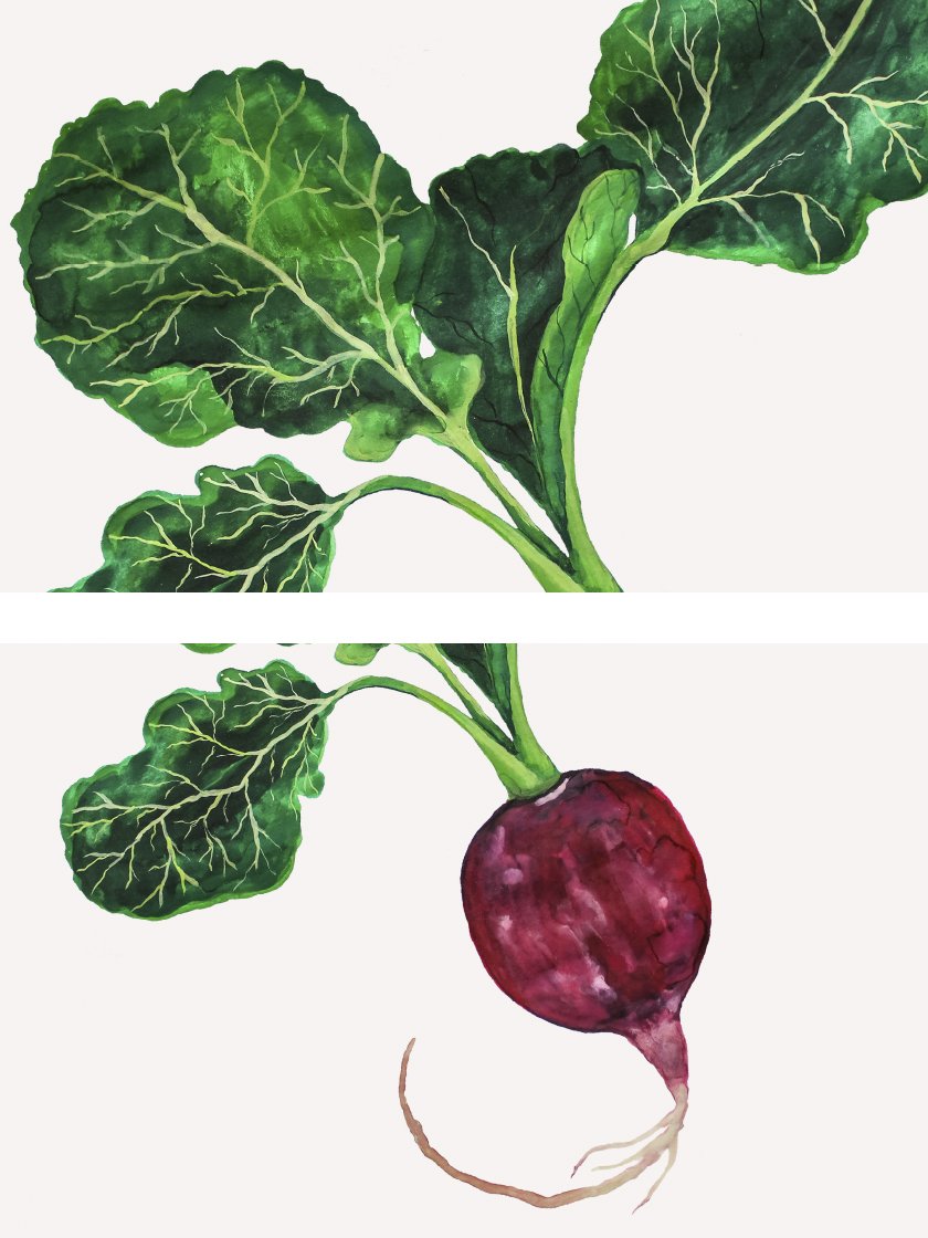 project-nord-vintage-botanical-radish-poster-closeup